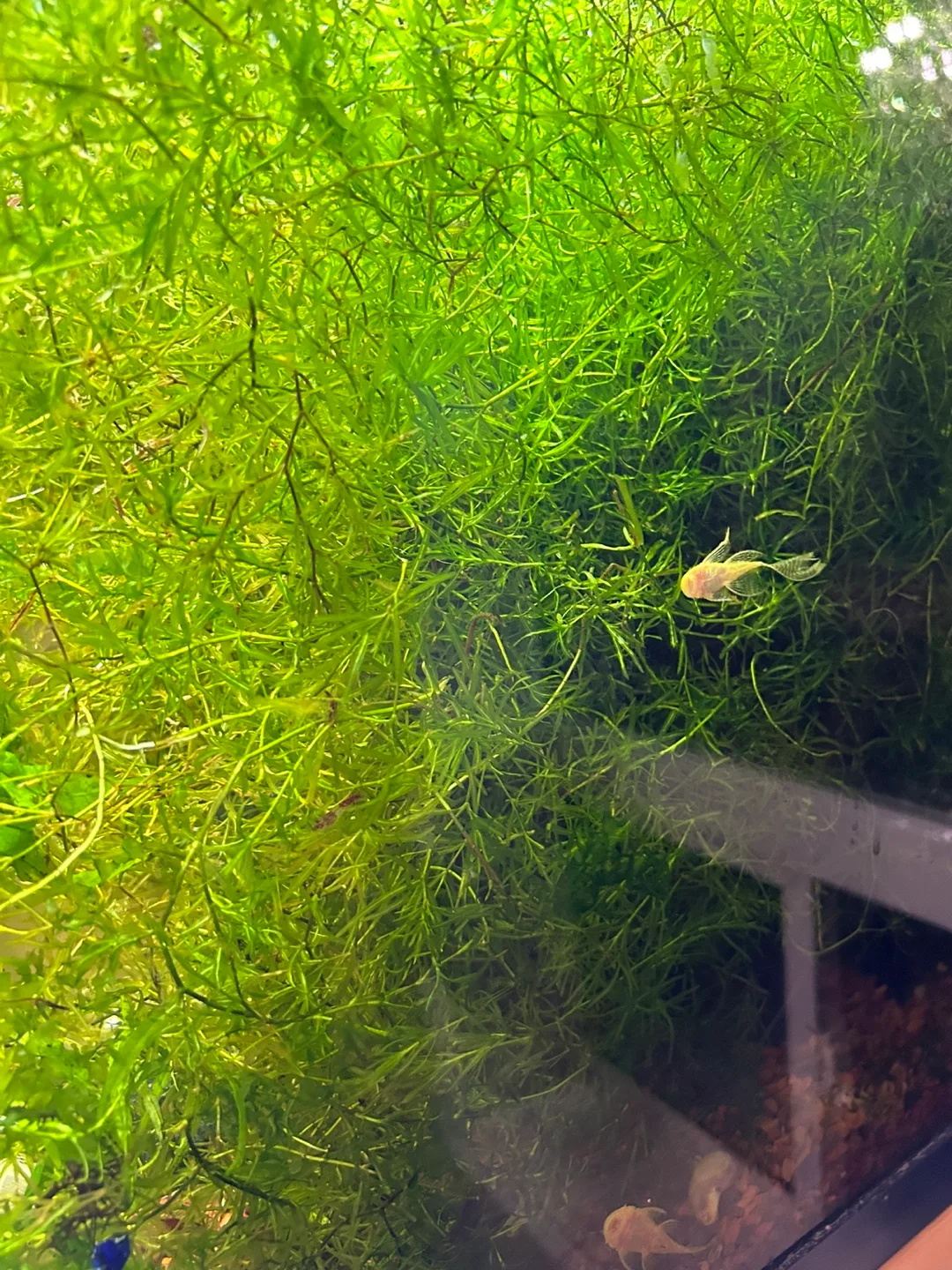 Guppies grass image indicator(3)