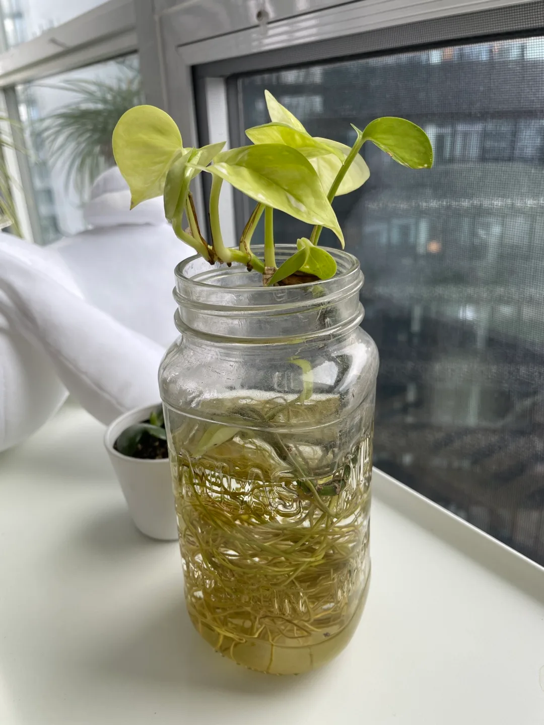 Golden Pothos Cutting in Water image indicator(2)