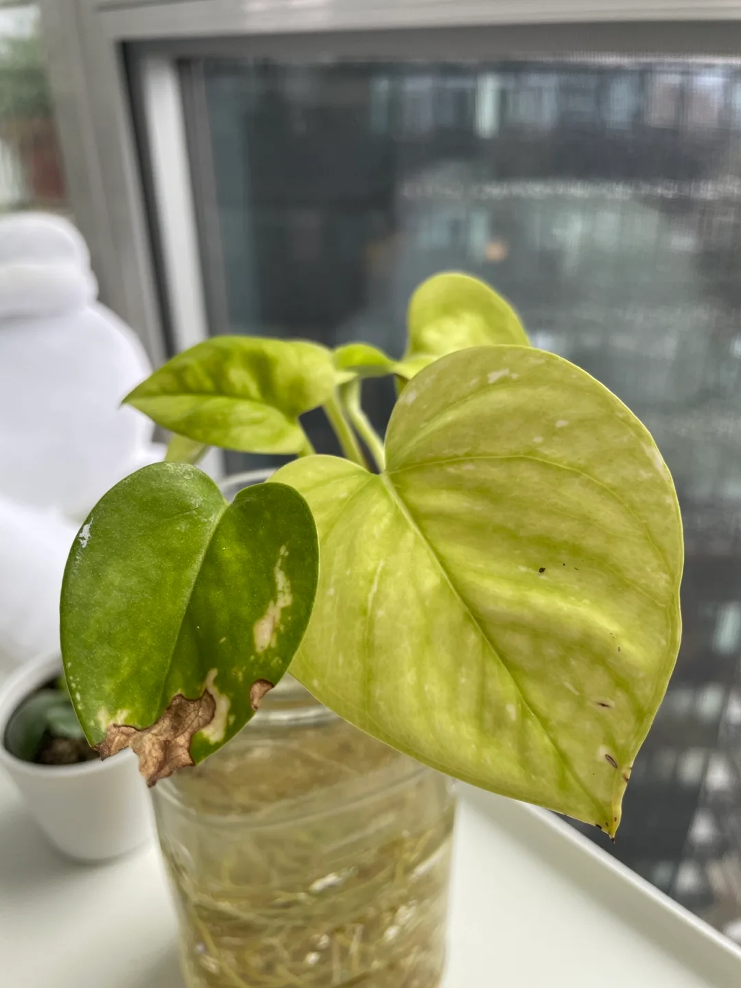 Golden Pothos Cutting in Water image indicator(4)