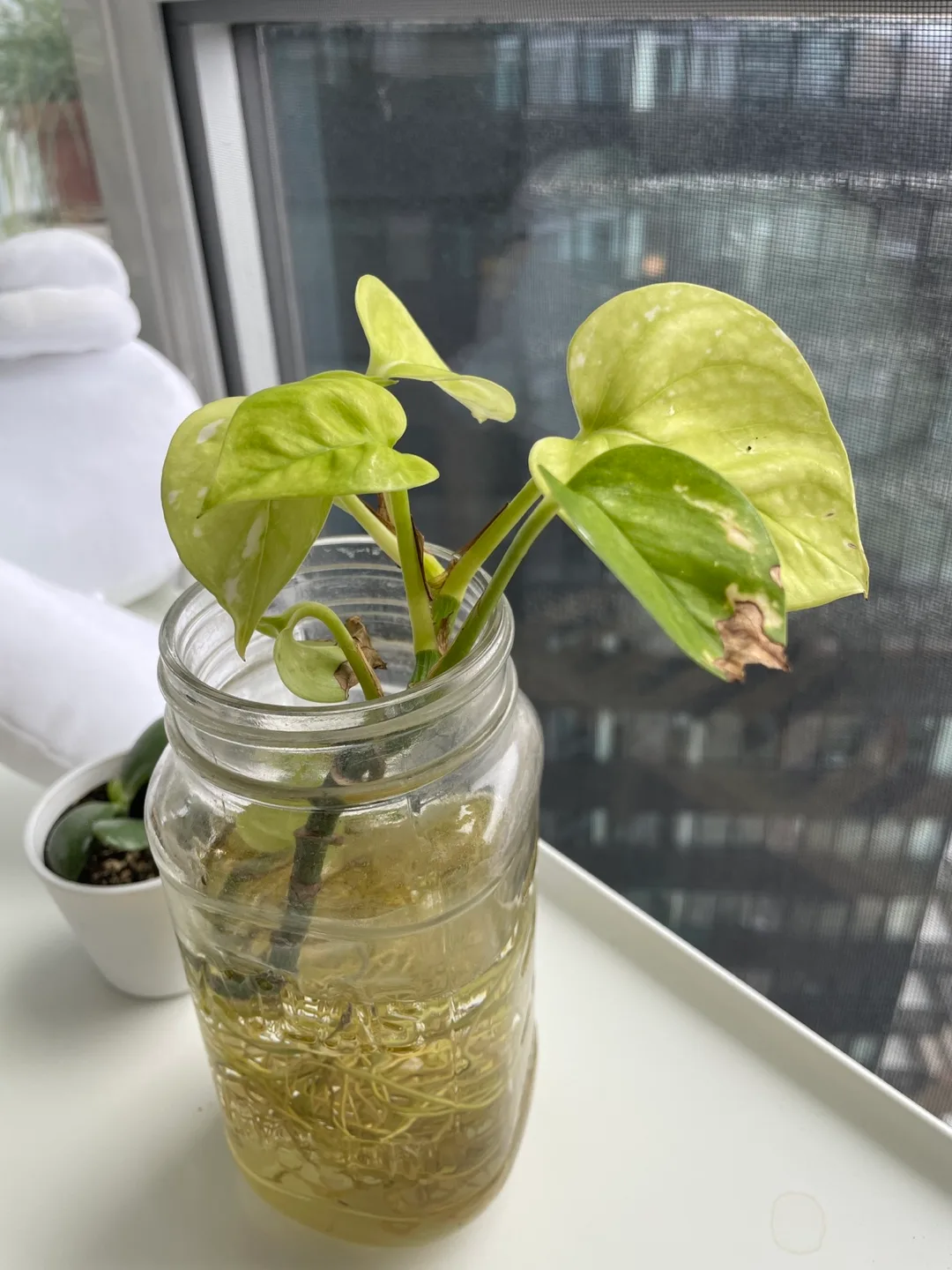 Golden Pothos Cutting in Water image indicator(3)