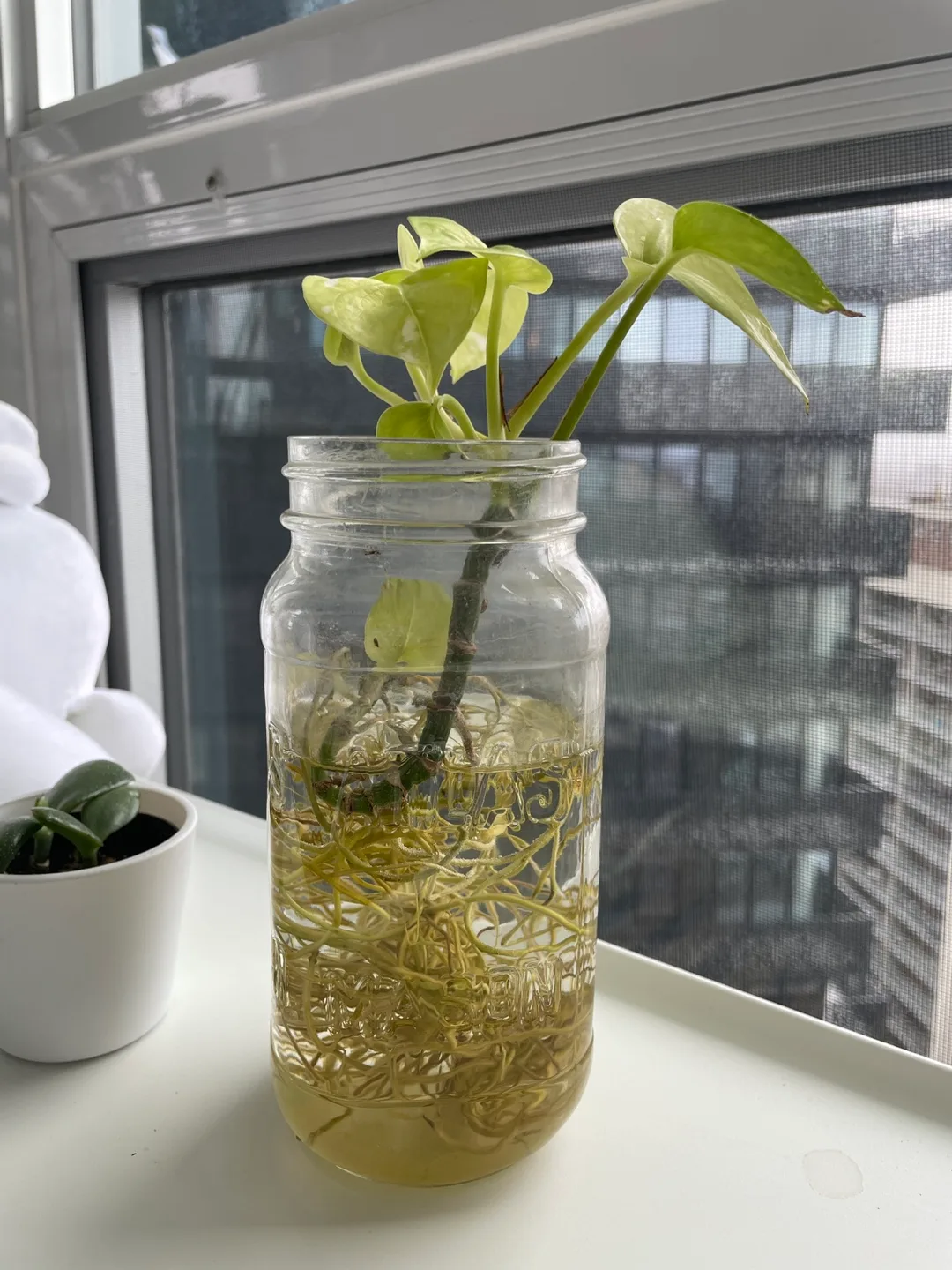 Golden Pothos Cutting in Water image indicator(5)