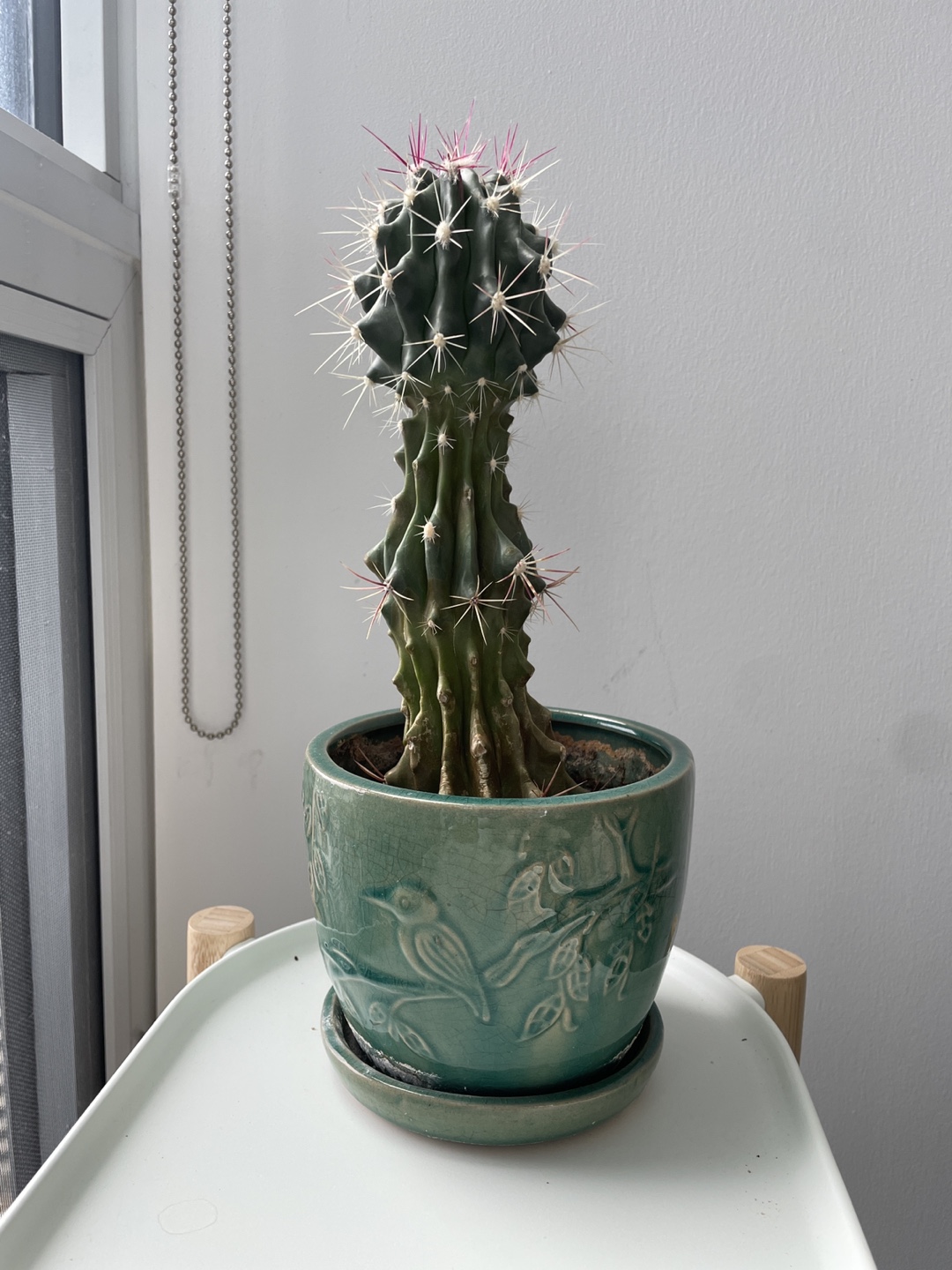 Cactus Plant in Teal Pot - photo 2
