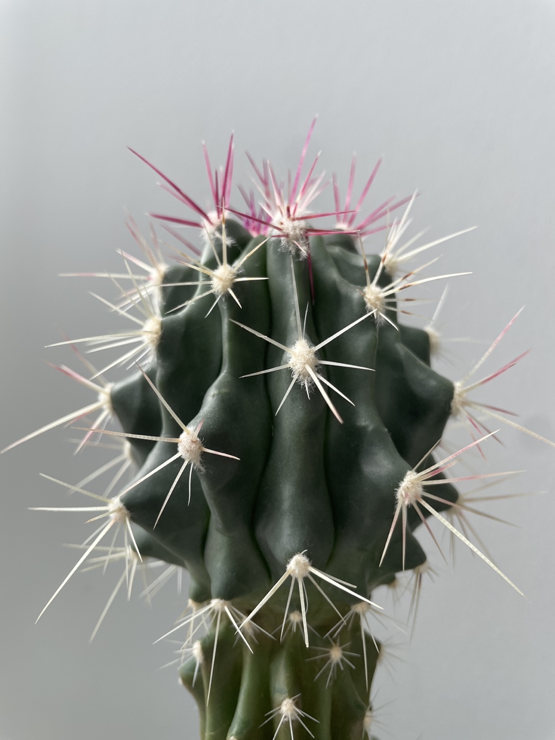Cactus Plant in Teal Pot