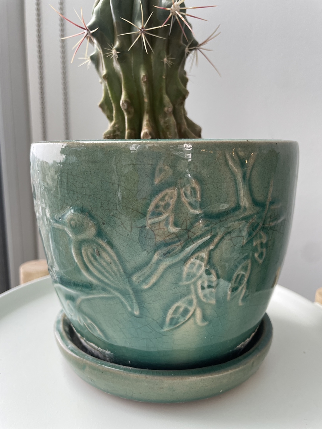 Cactus Plant in Teal Pot - photo 3