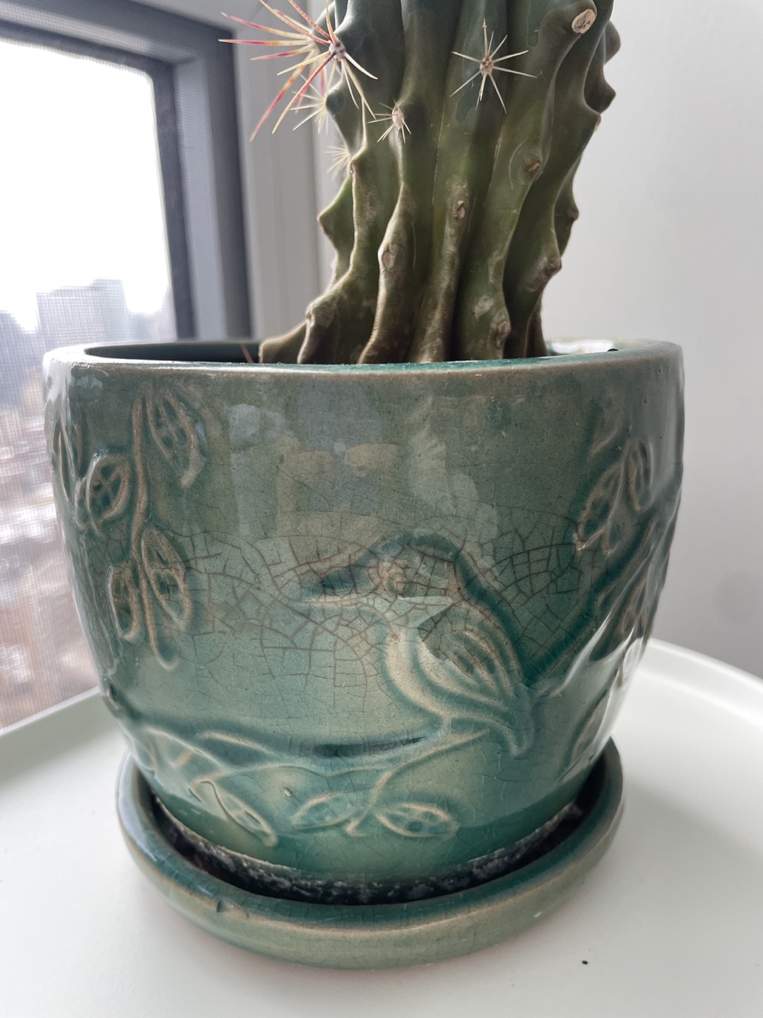 Cactus Plant in Teal Pot - photo 4