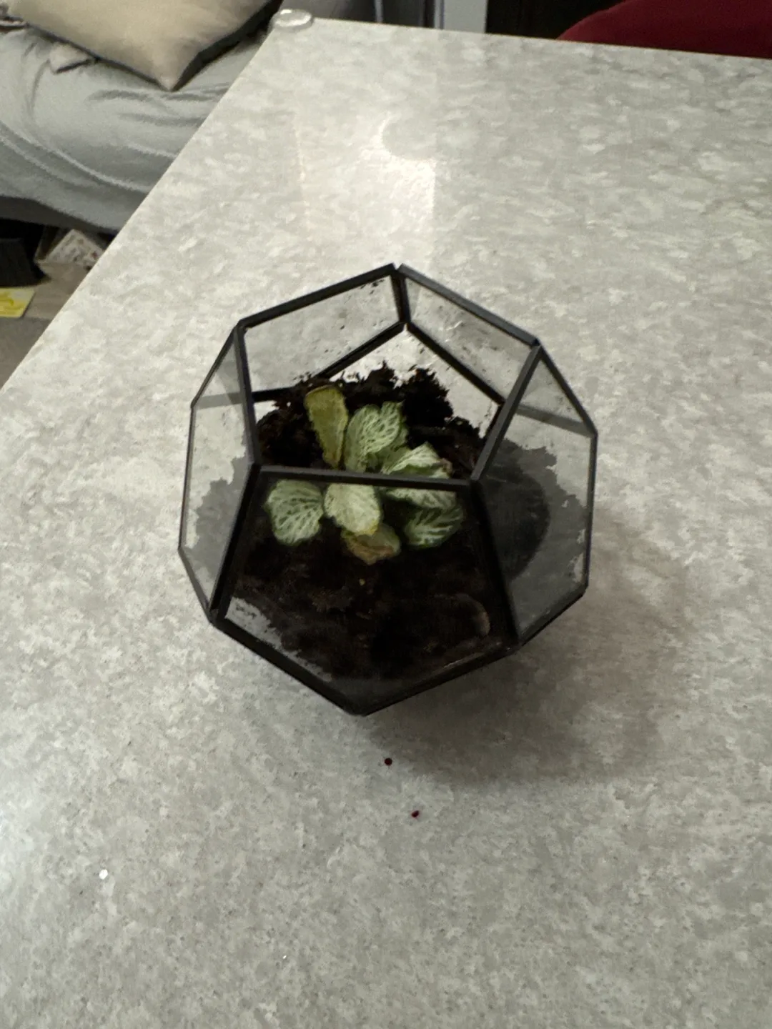 Geometric Glass Terrarium with polka dot  Plant 🧡 image indicator(2)