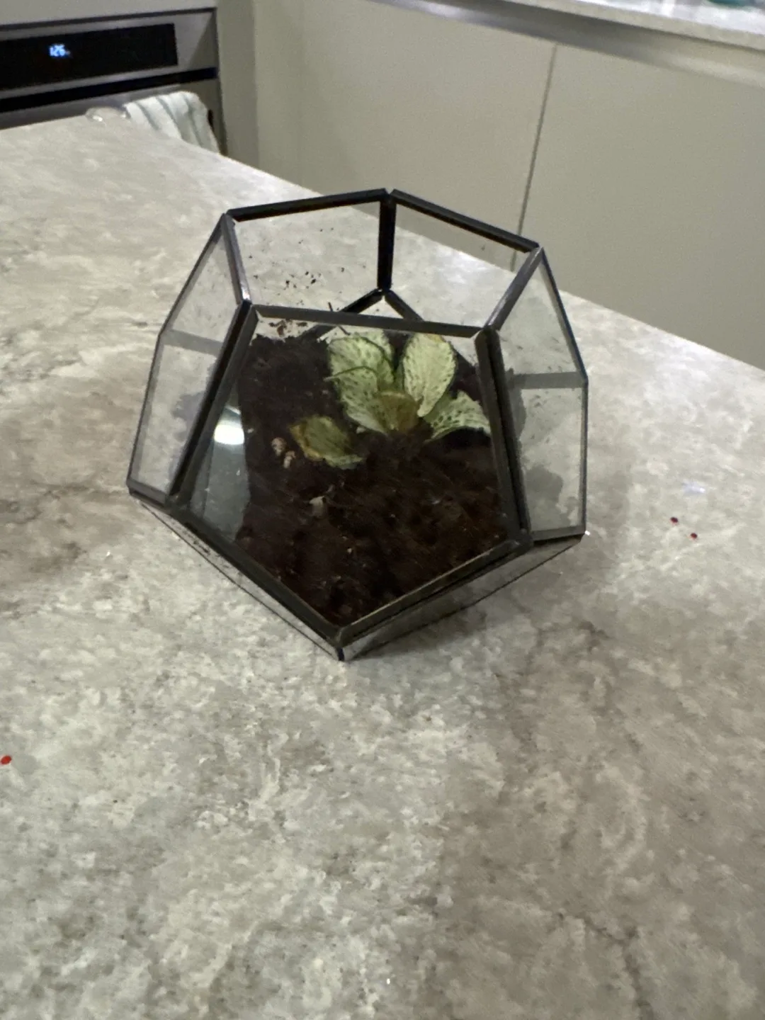 Geometric Glass Terrarium with polka dot  Plant 🧡 image indicator(3)