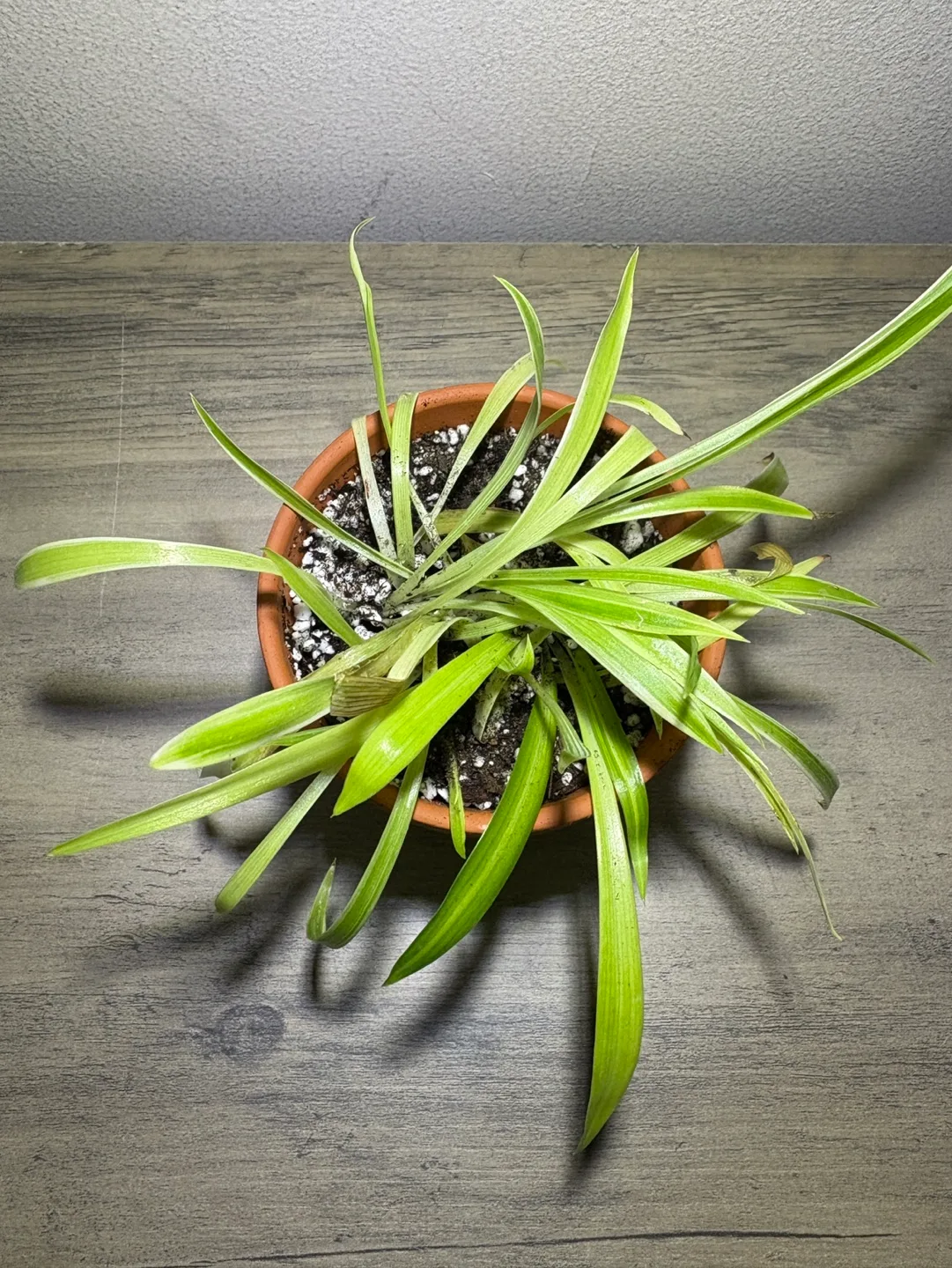 Baby Spider Plant - Potted houseplant 3 inch image indicator(2)