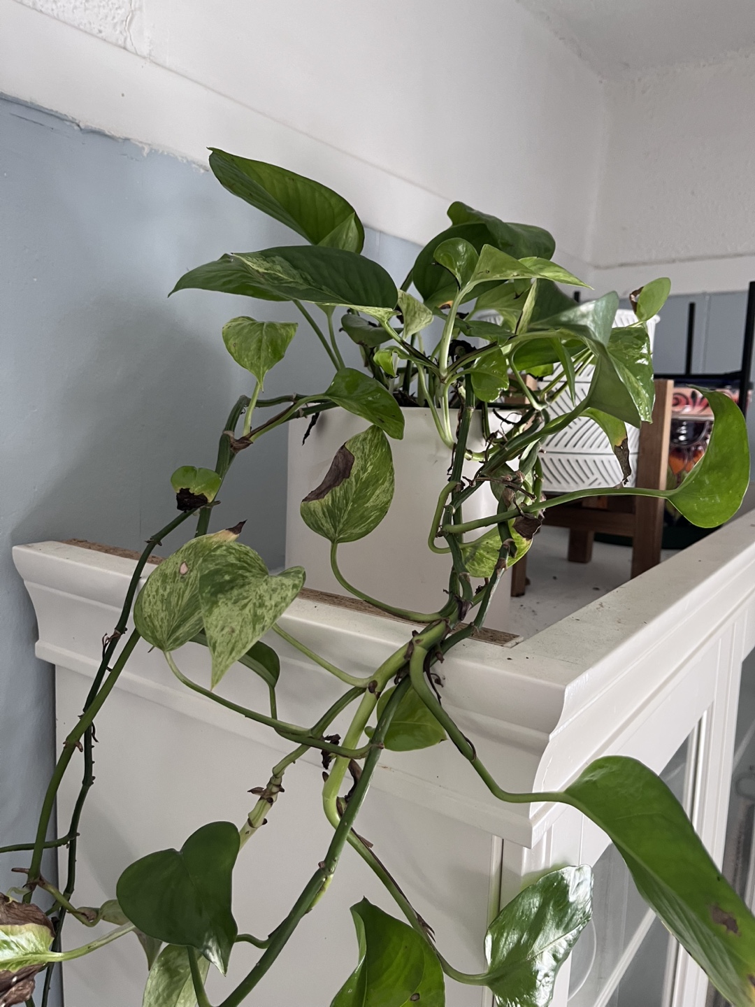 Marble Queen Pothos Hanging Plant