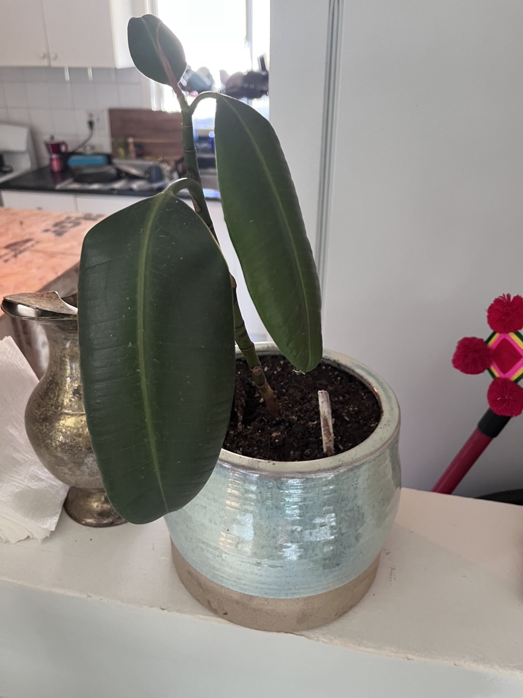 Rubber Plant in Ceramic Pot