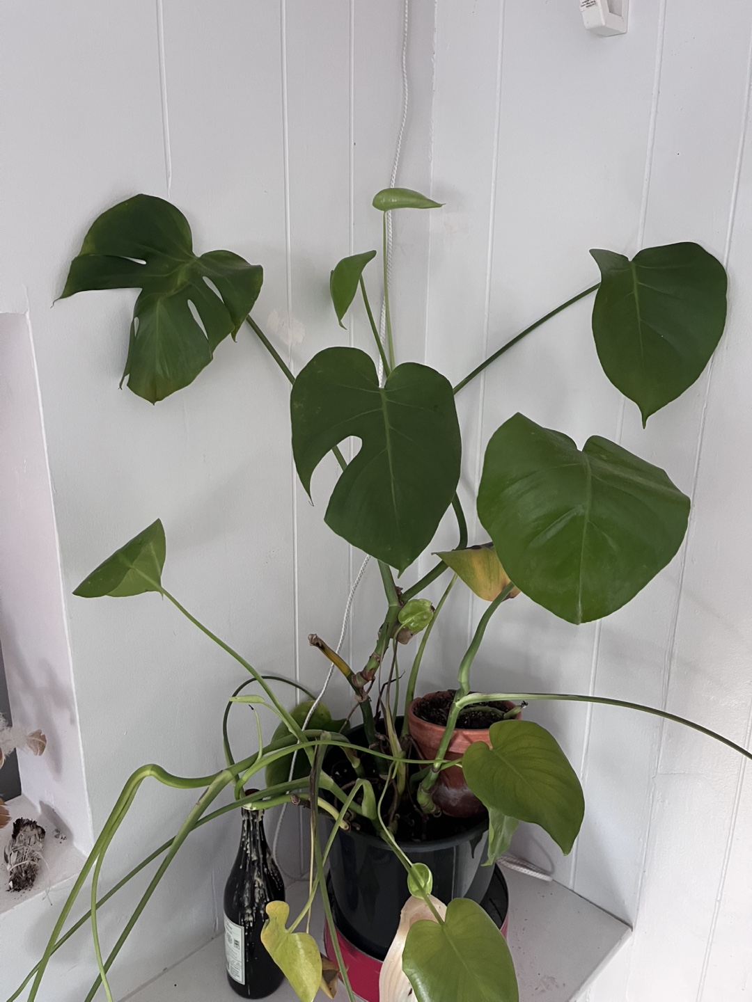 Monstera Deliciosa Plant