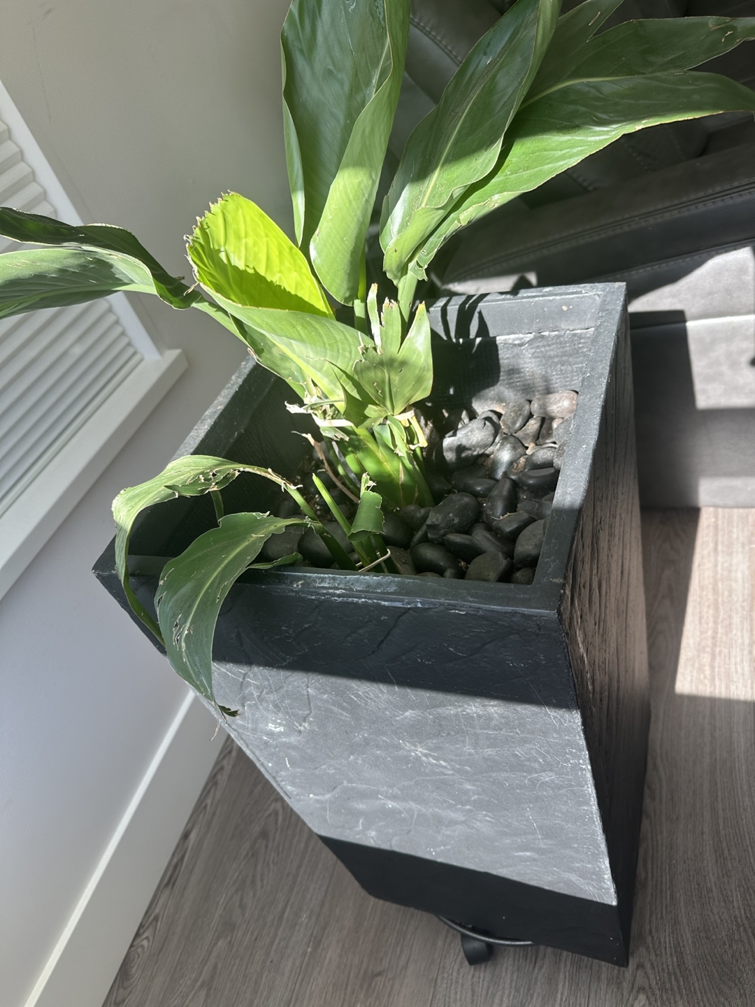 Large Black Planter with bird of paradise Plant 🧡