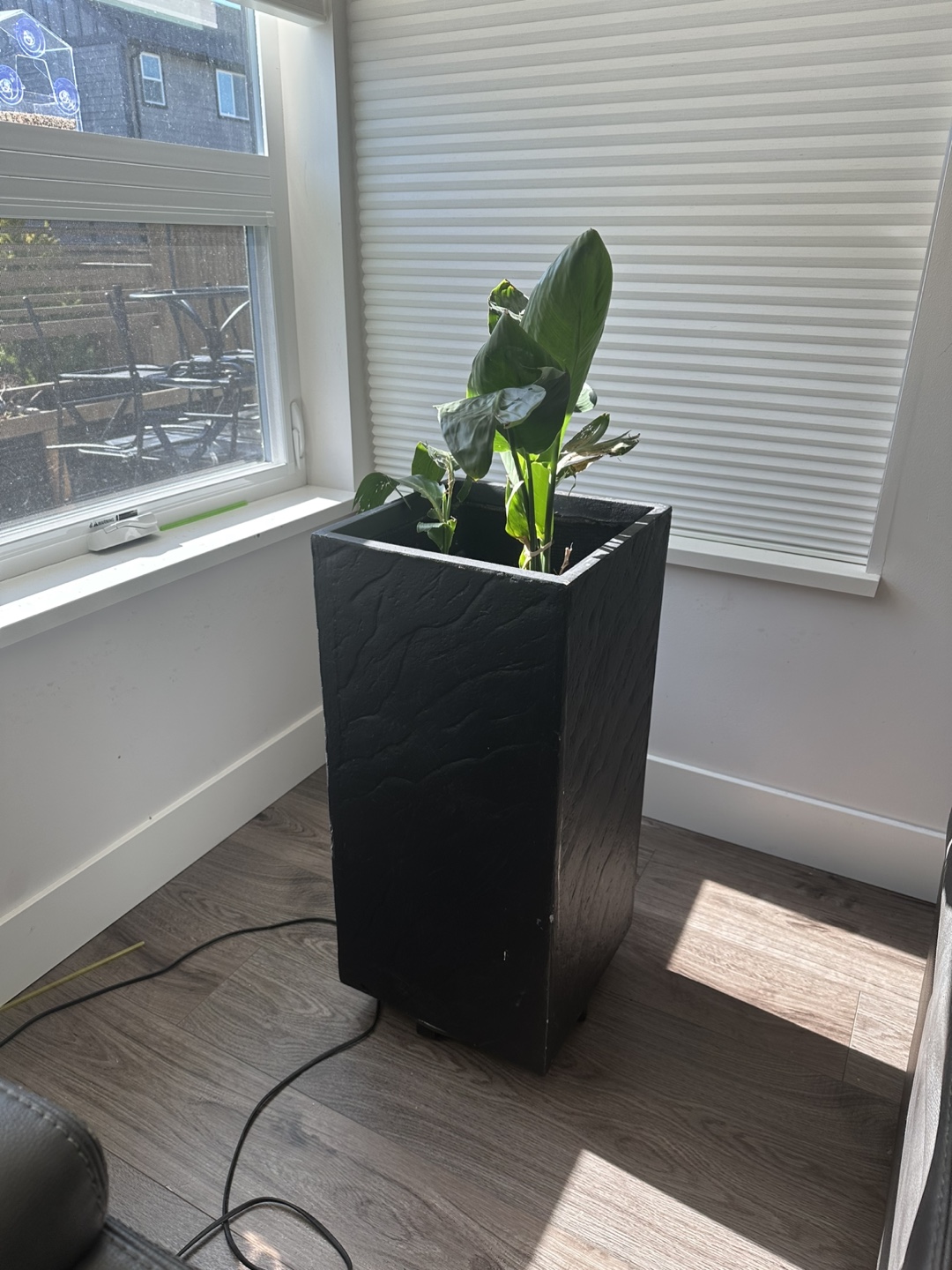 Large Black Planter with bird of paradise Plant 🧡 - photo 2