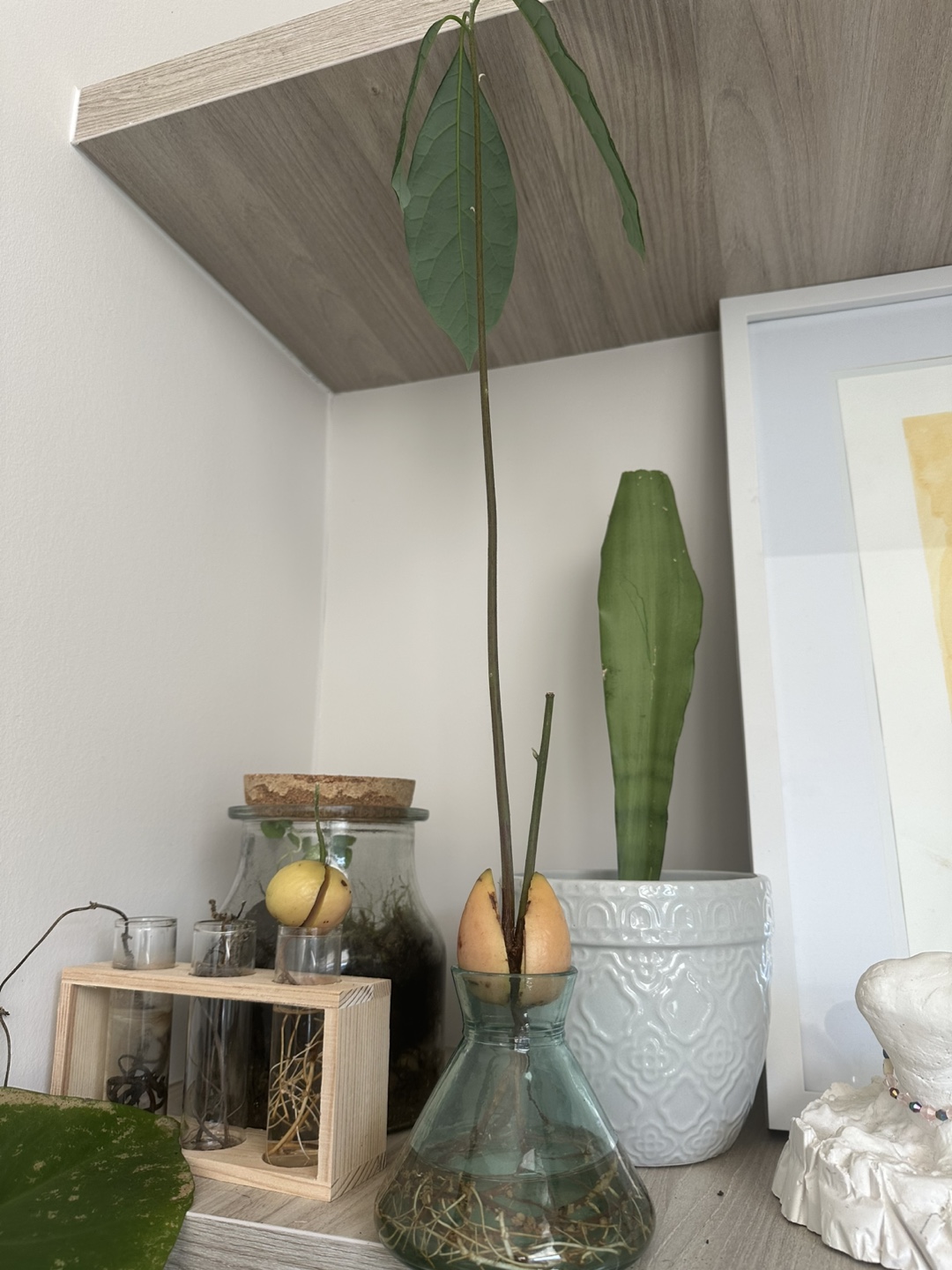 Avocado plant sprout in glass vase 🧡