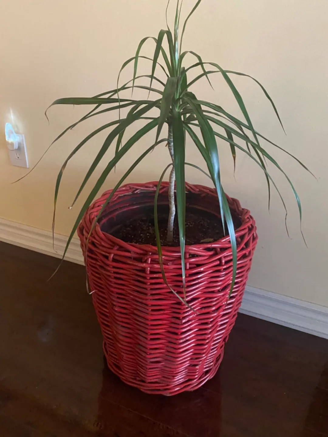 Dracaena Marginata in Red Wicker Planter image indicator(2)