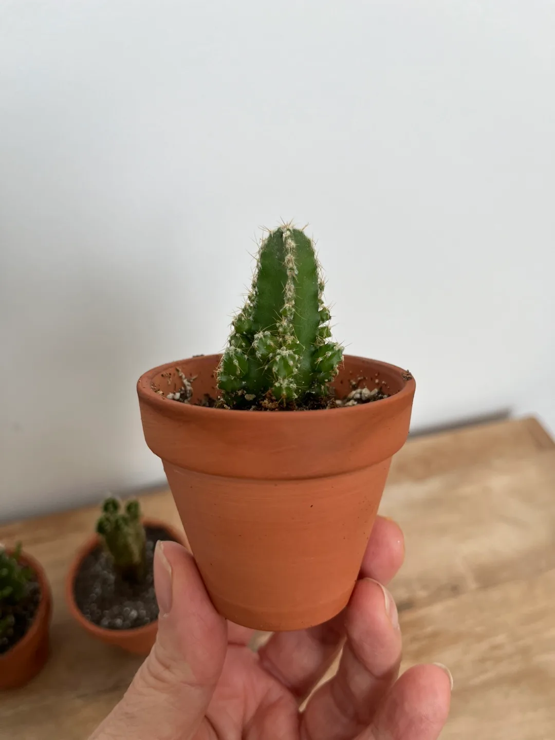 Three Mini Cactus Plants in Terracotta Pots image indicator(2)