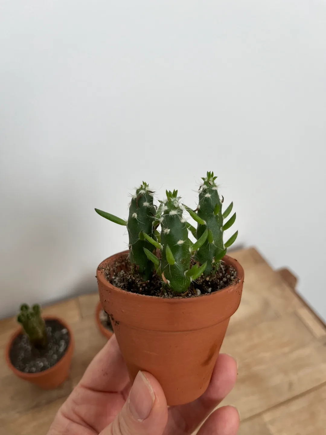 Three Mini Cactus Plants in Terracotta Pots image indicator(3)