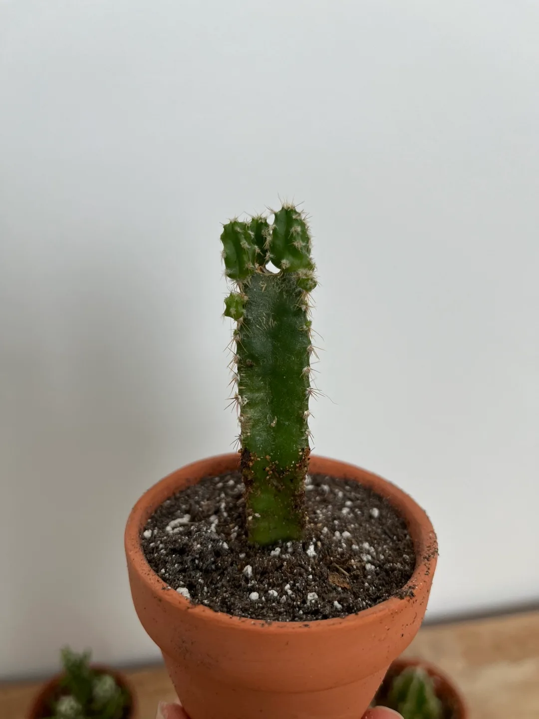 Three Mini Cactus Plants in Terracotta Pots image indicator(4)