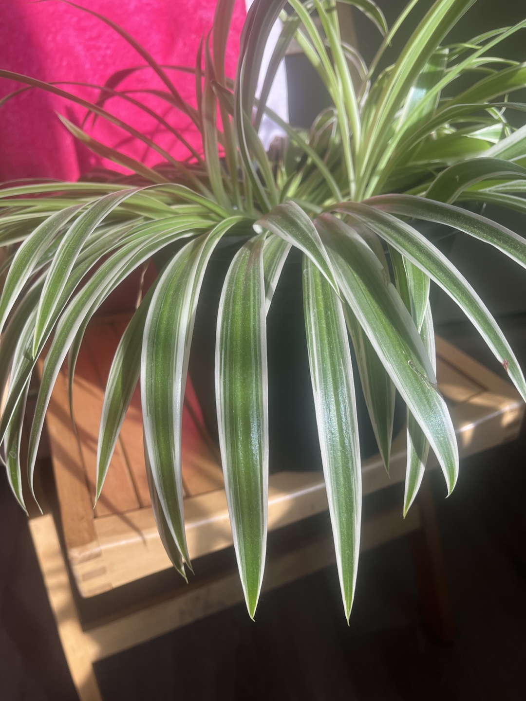 Healthy Spider Plant in Black Pot - photo 3