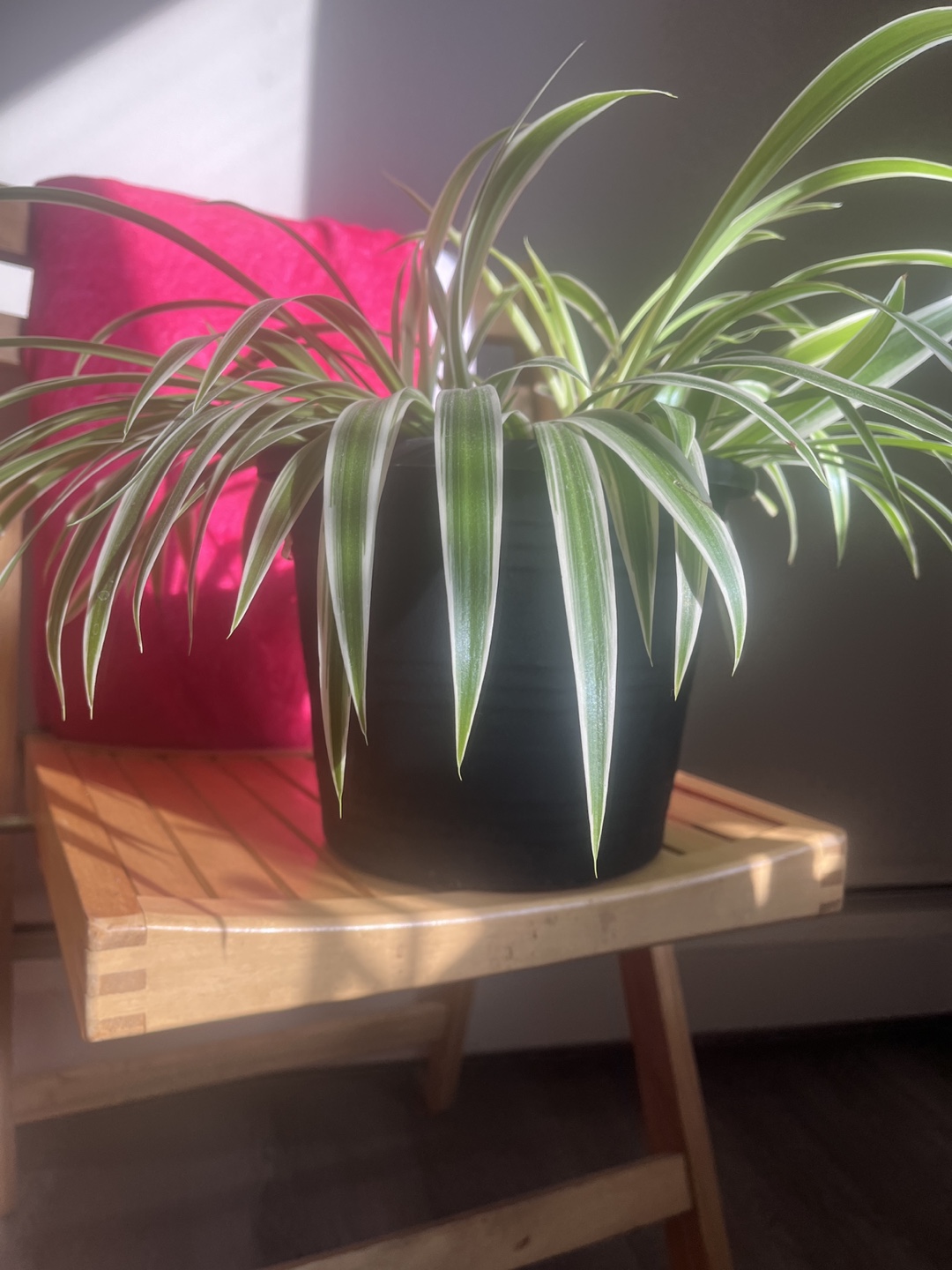 Healthy Spider Plant in Black Pot