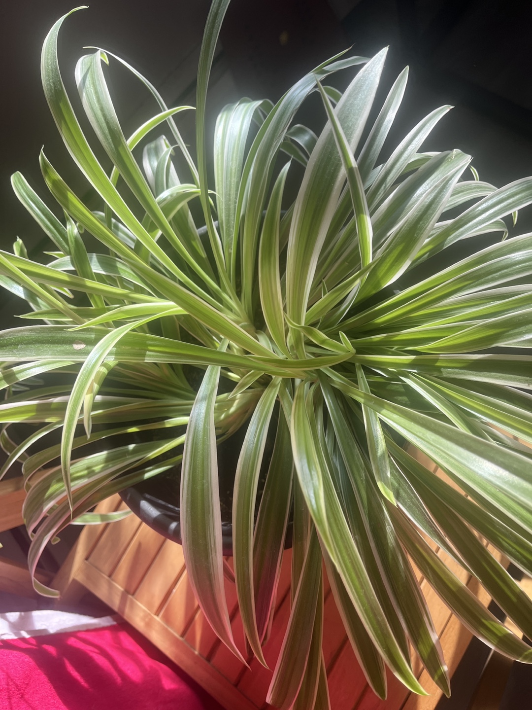 Healthy Spider Plant in Black Pot - photo 2