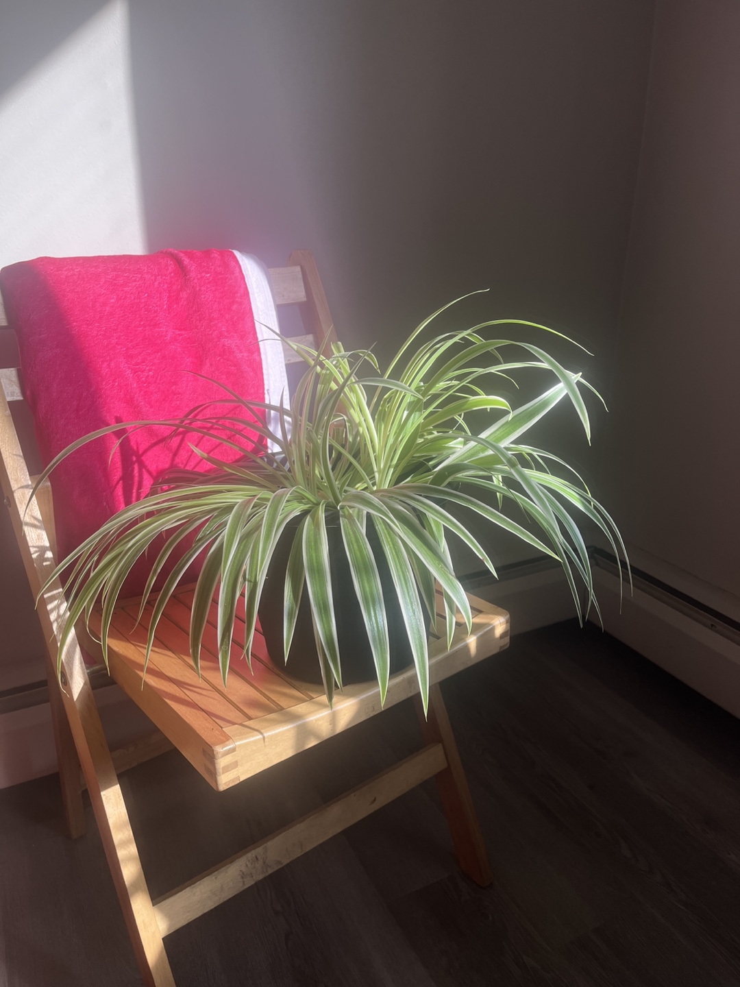 Healthy Spider Plant in Black Pot - photo 5