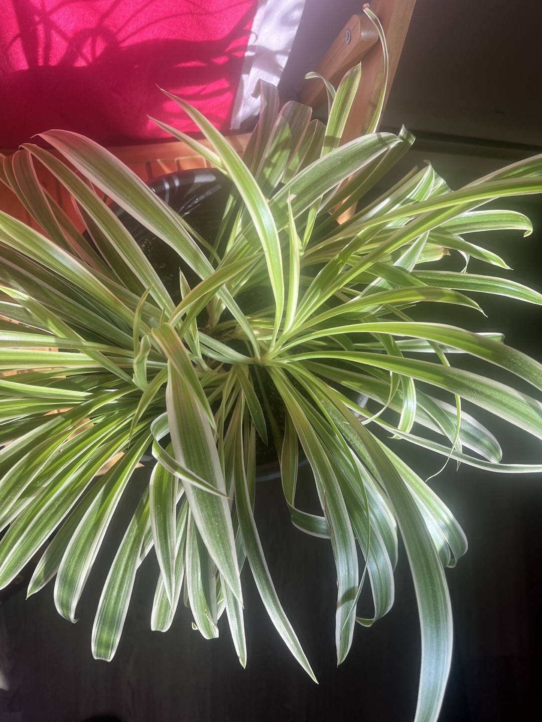 Healthy Spider Plant in Black Pot - photo 4