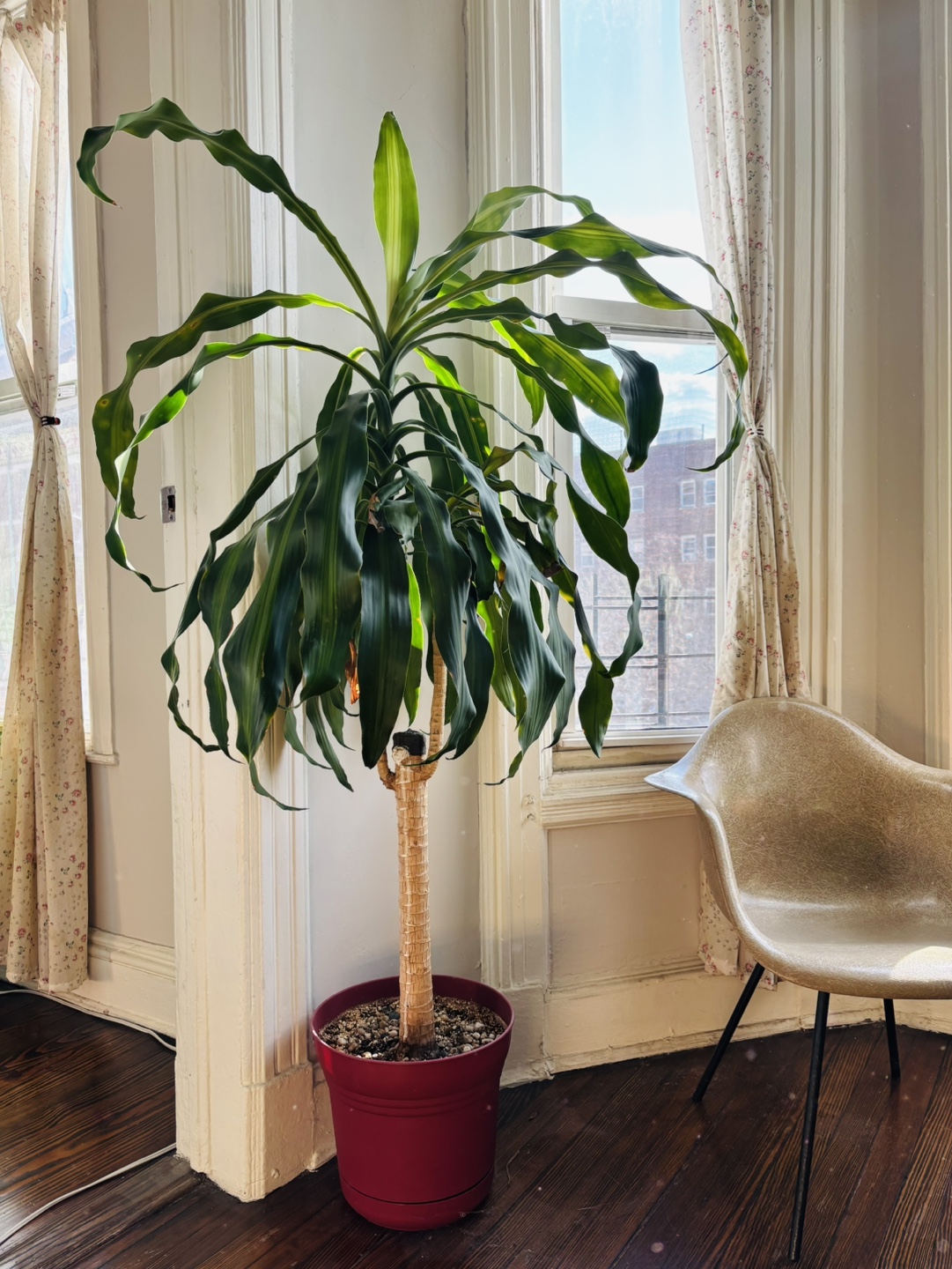 3 Dracaena Trees - photo 2