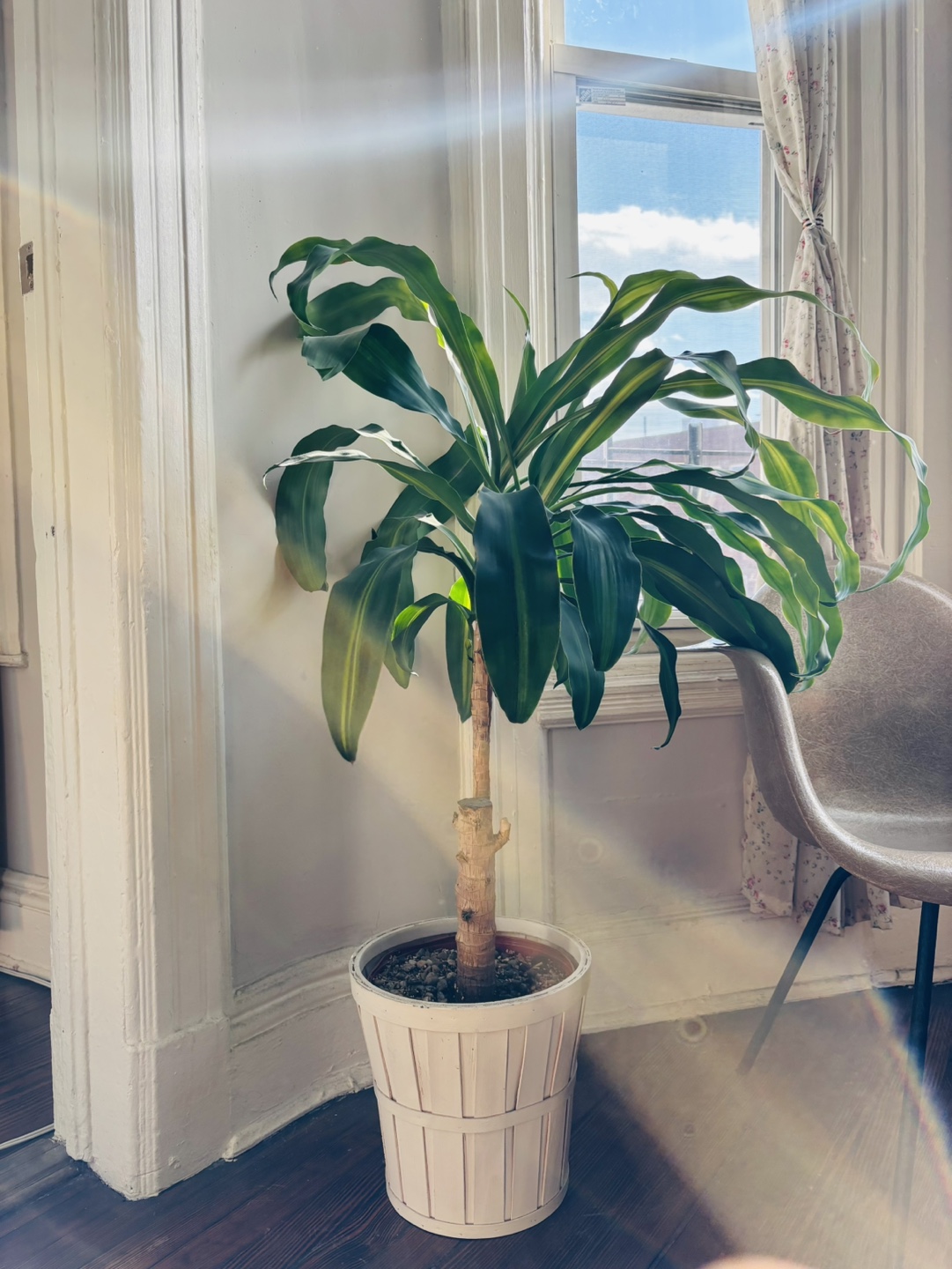 3 Dracaena Trees