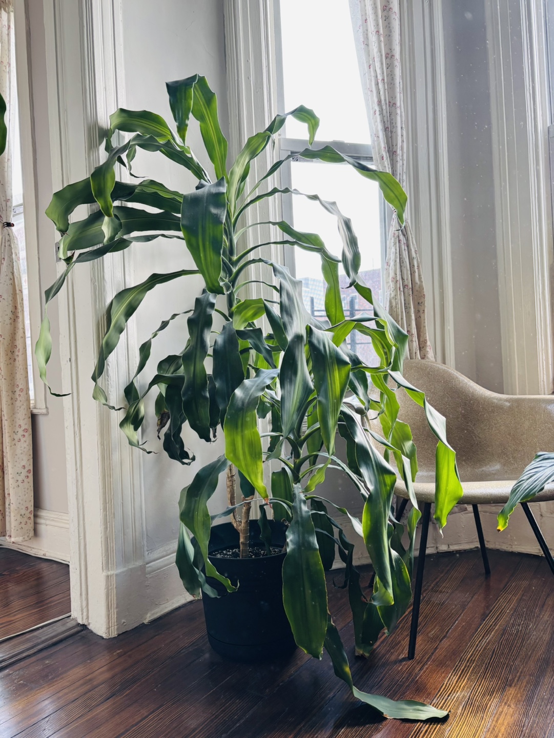 3 Dracaena Trees - photo 3