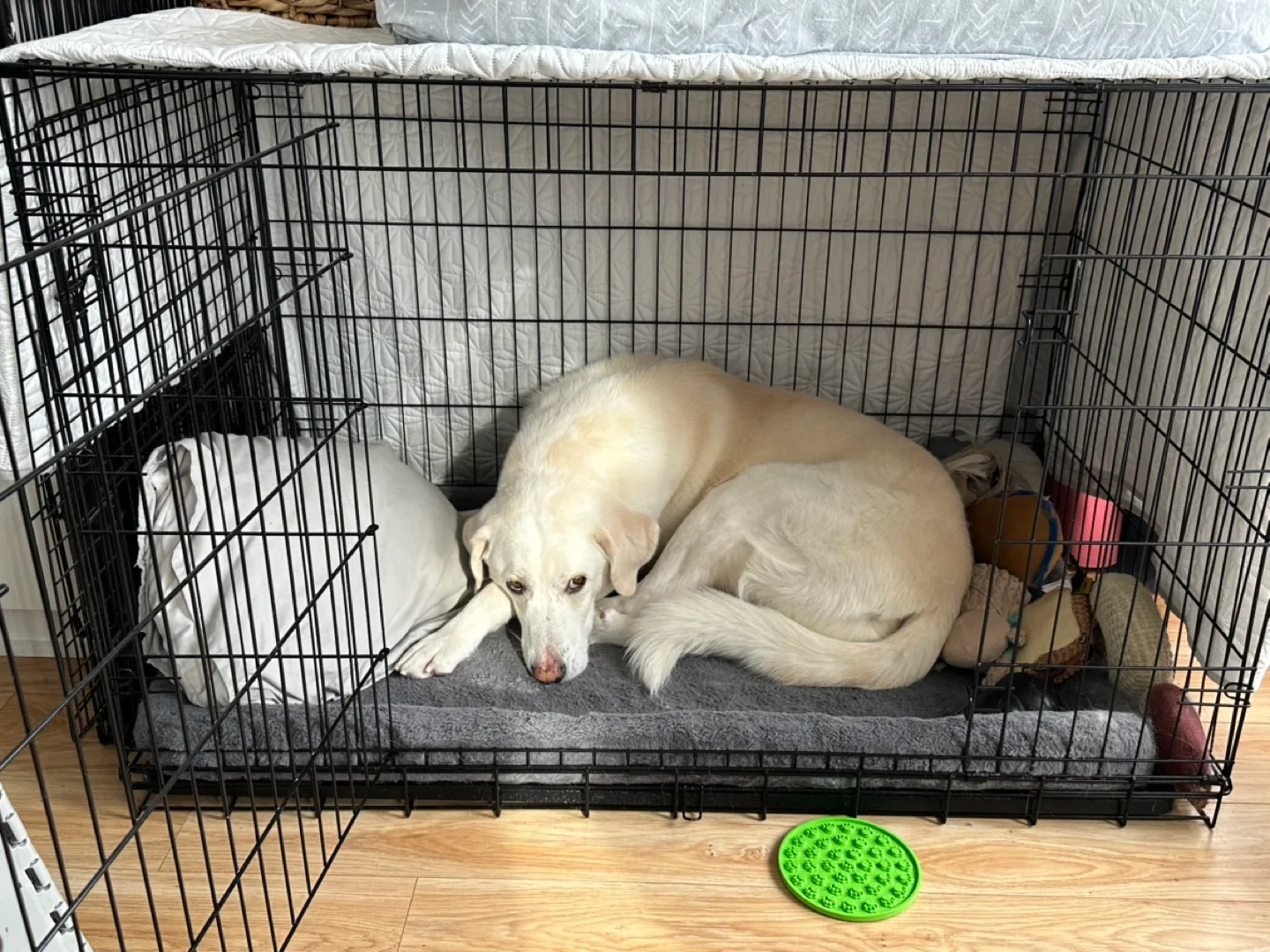 XXL Dog Crate image indicator(2)