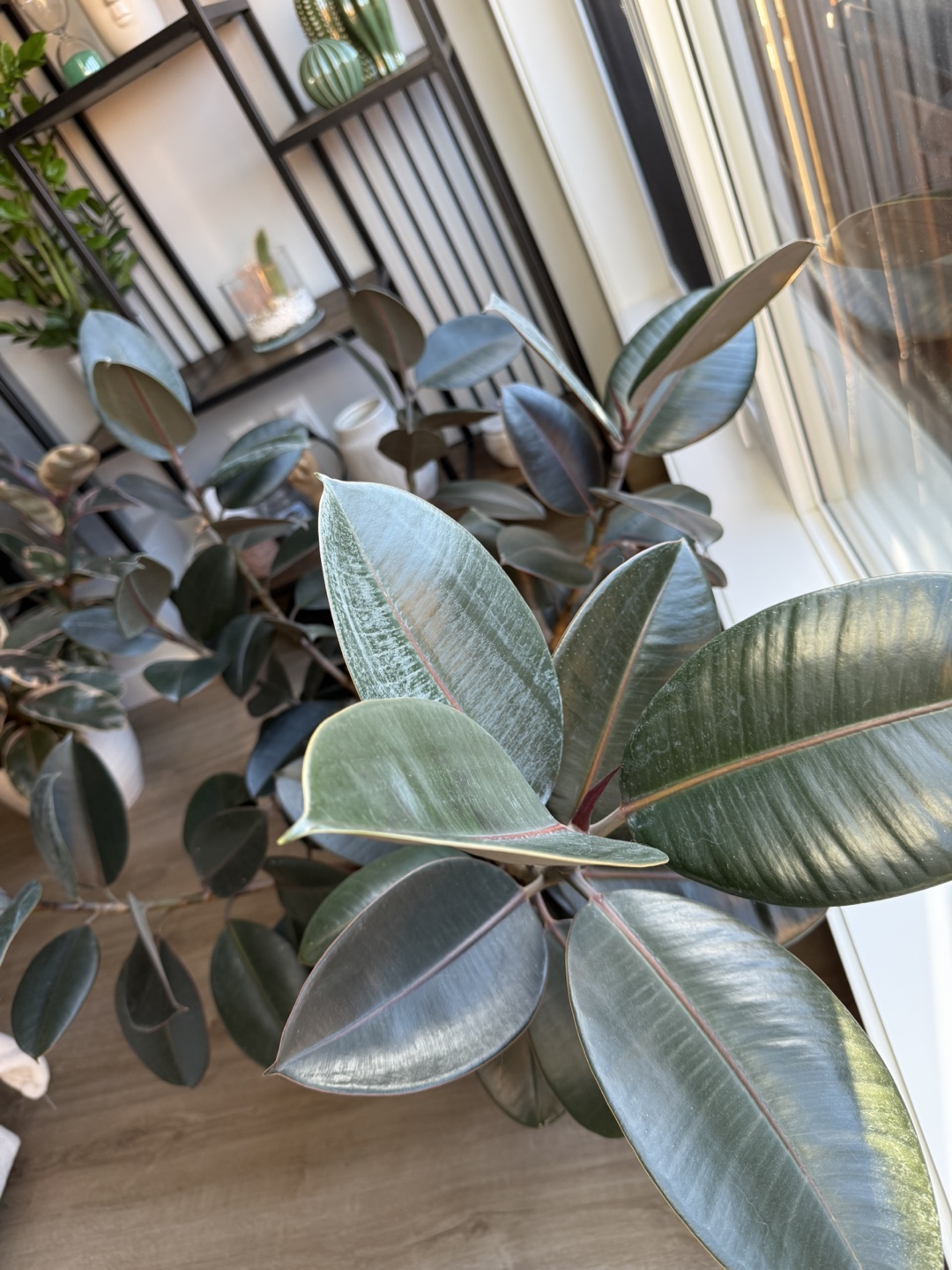 Ficus Elastica - photo 2