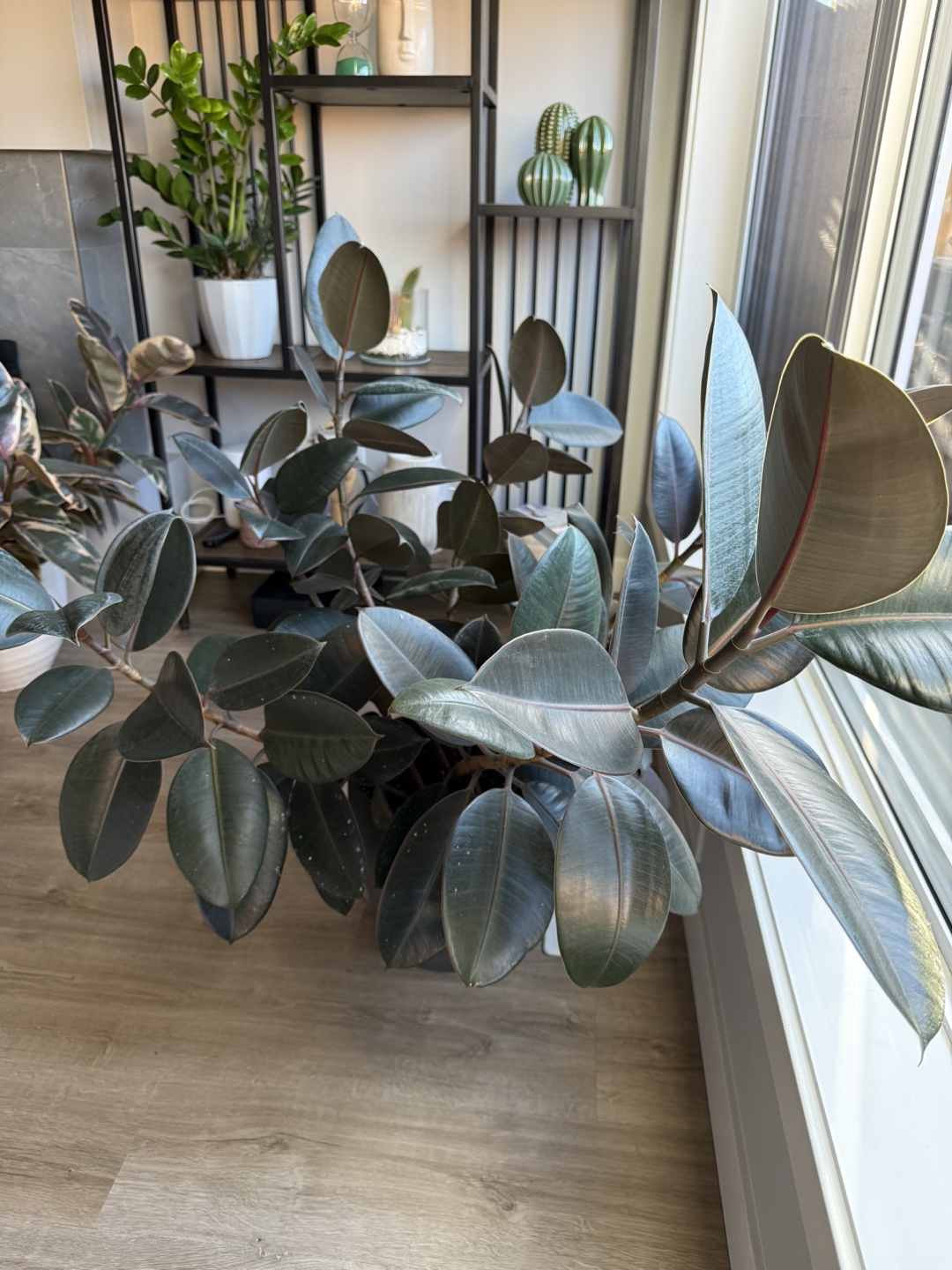 Ficus Elastica