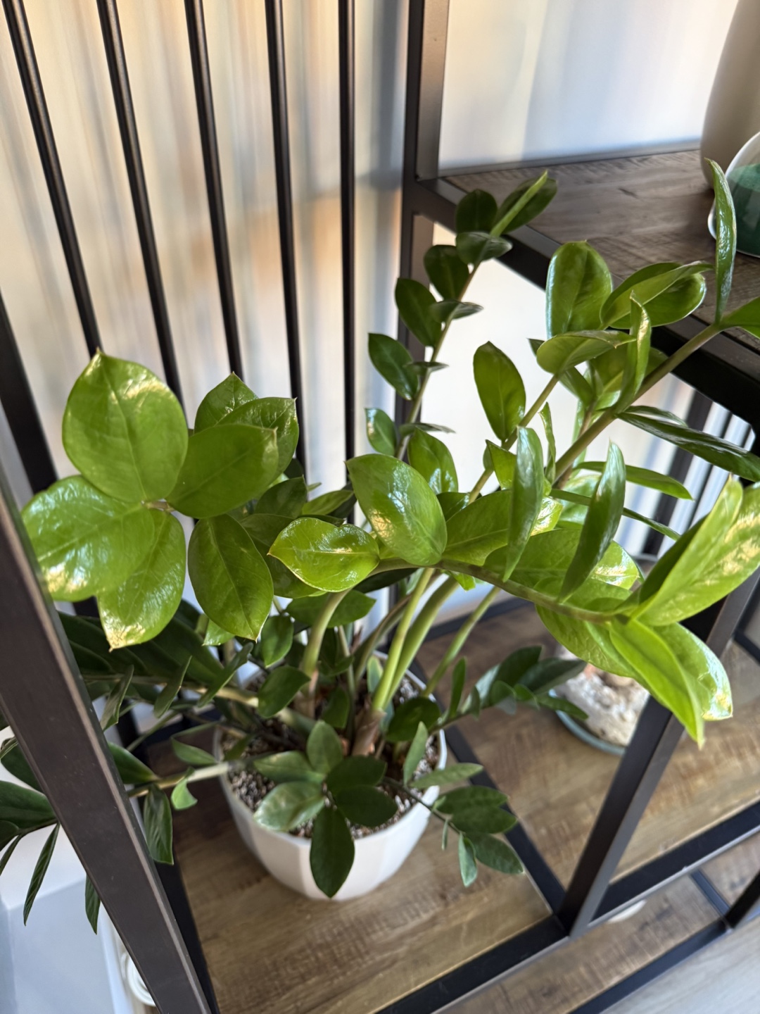 Zamioculcas - photo 2
