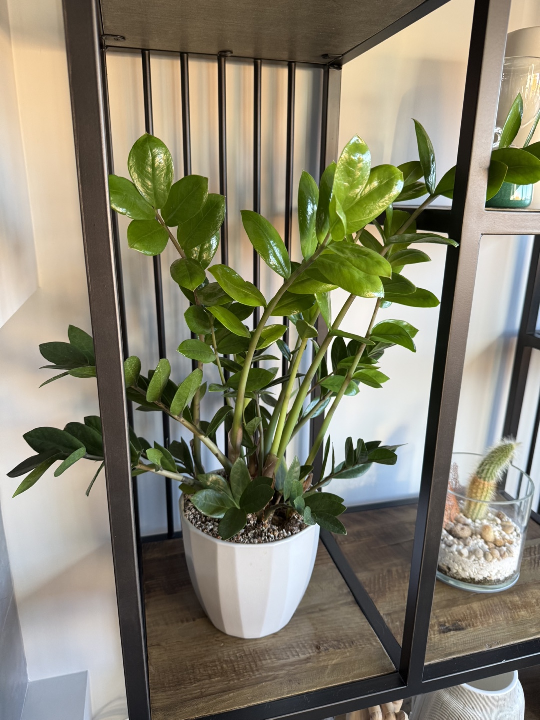 Zamioculcas