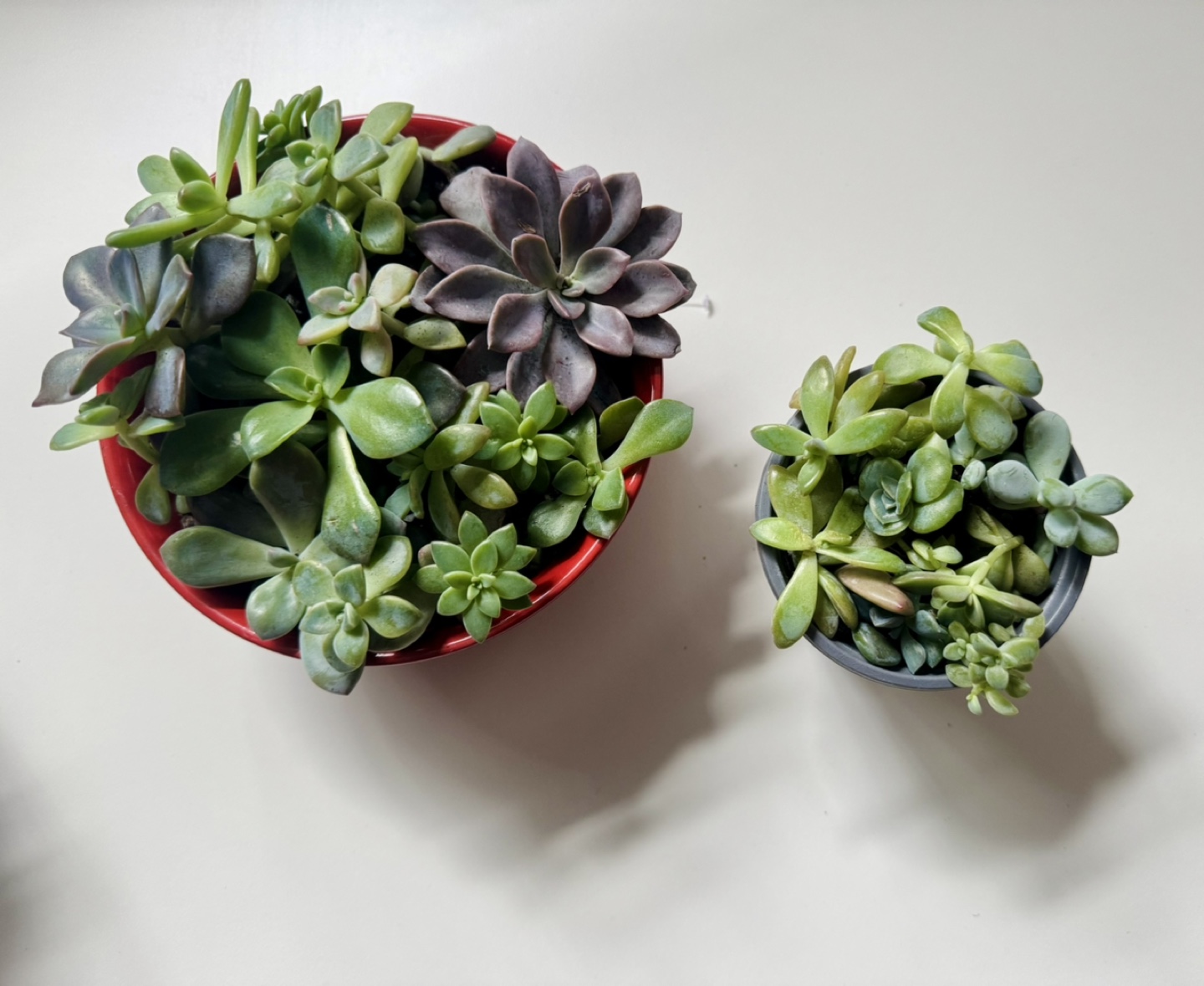 Succulent assorted