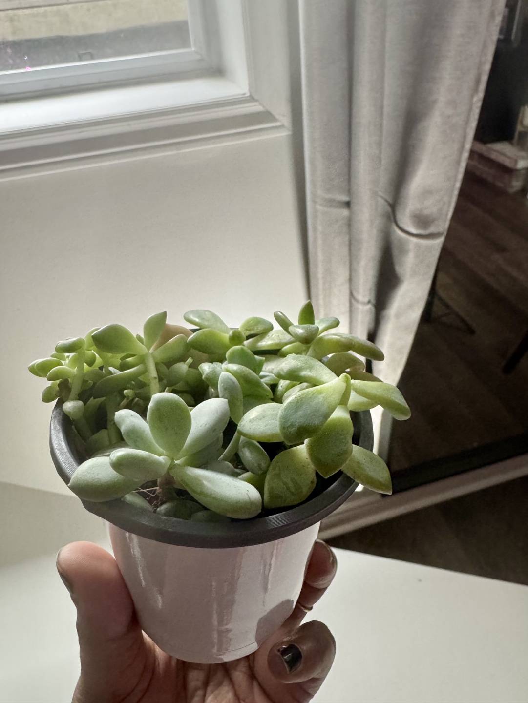 Succulent assorted - photo 3