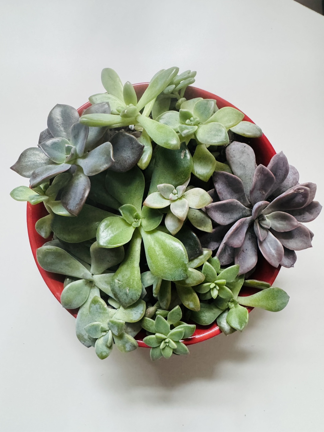 Succulent assorted - photo 2