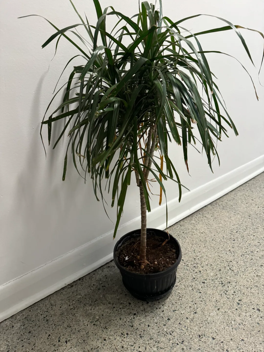 Dracaena Marginata Plant - healthy image indicator(2)