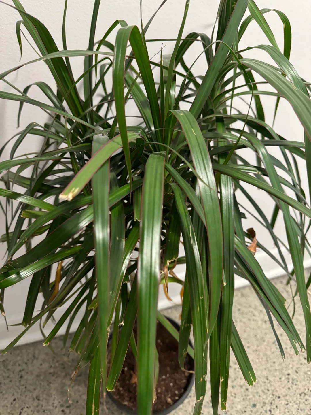 Dracaena Marginata Plant - healthy image indicator(3)