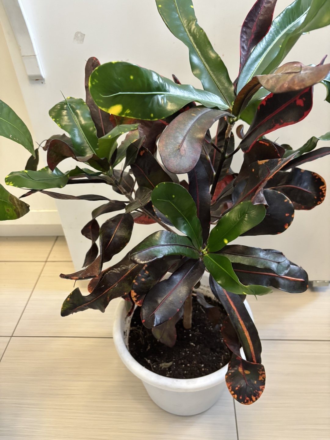 Croton plant in white pot - photo 2