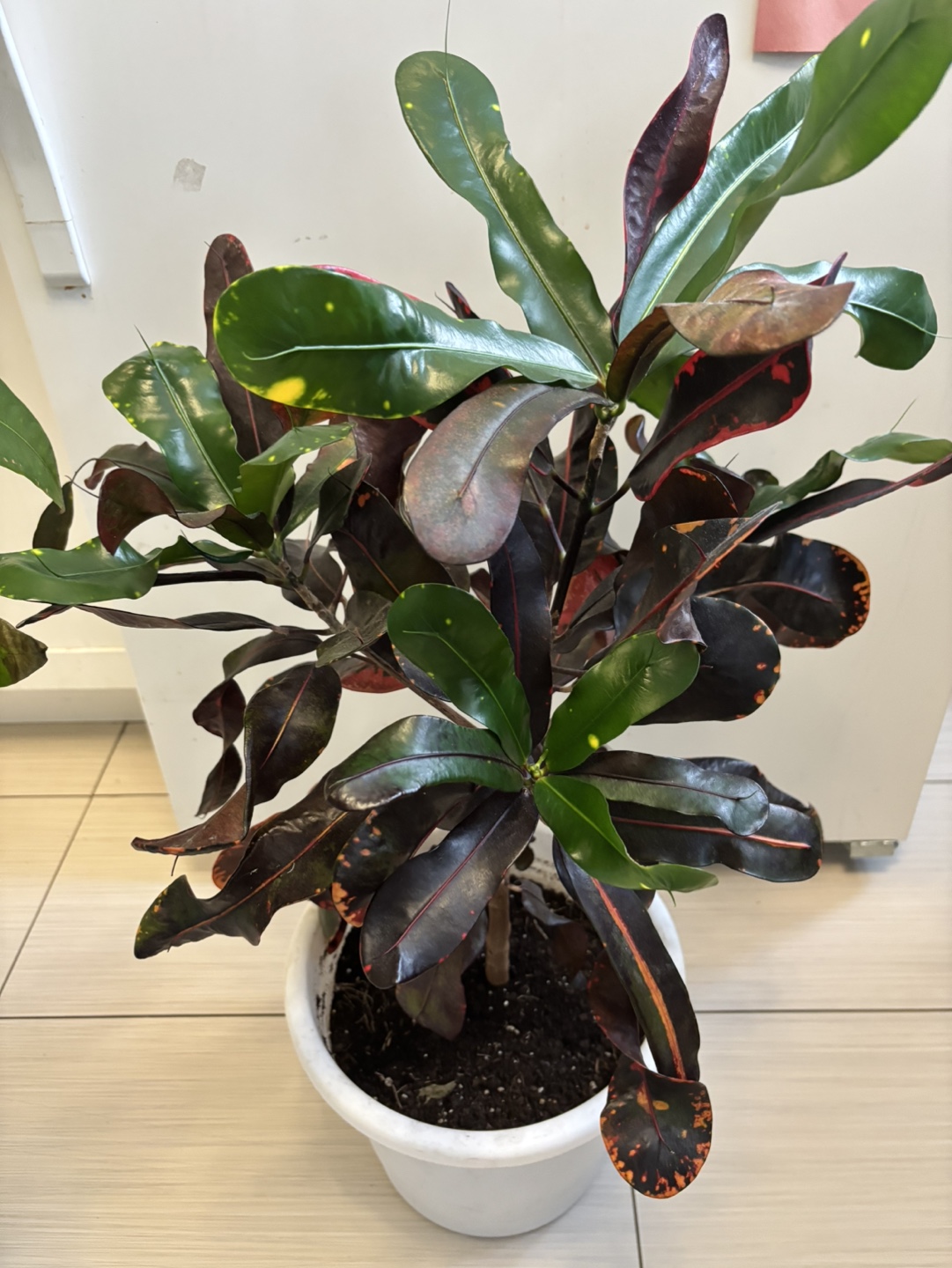 Croton plant in white pot