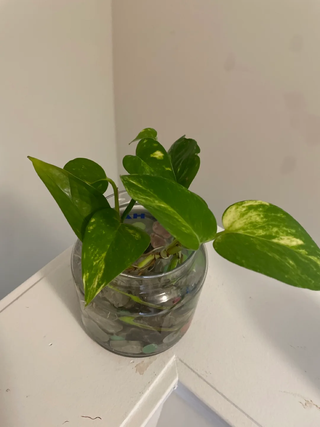 Water Propagated Pothos Plant with glass jar image indicator(3)