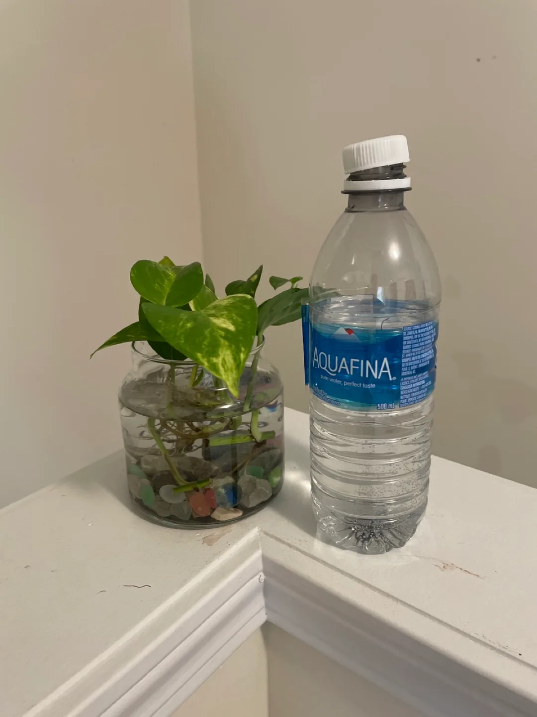 Water Propagated Pothos Plant with glass jar image indicator(2)