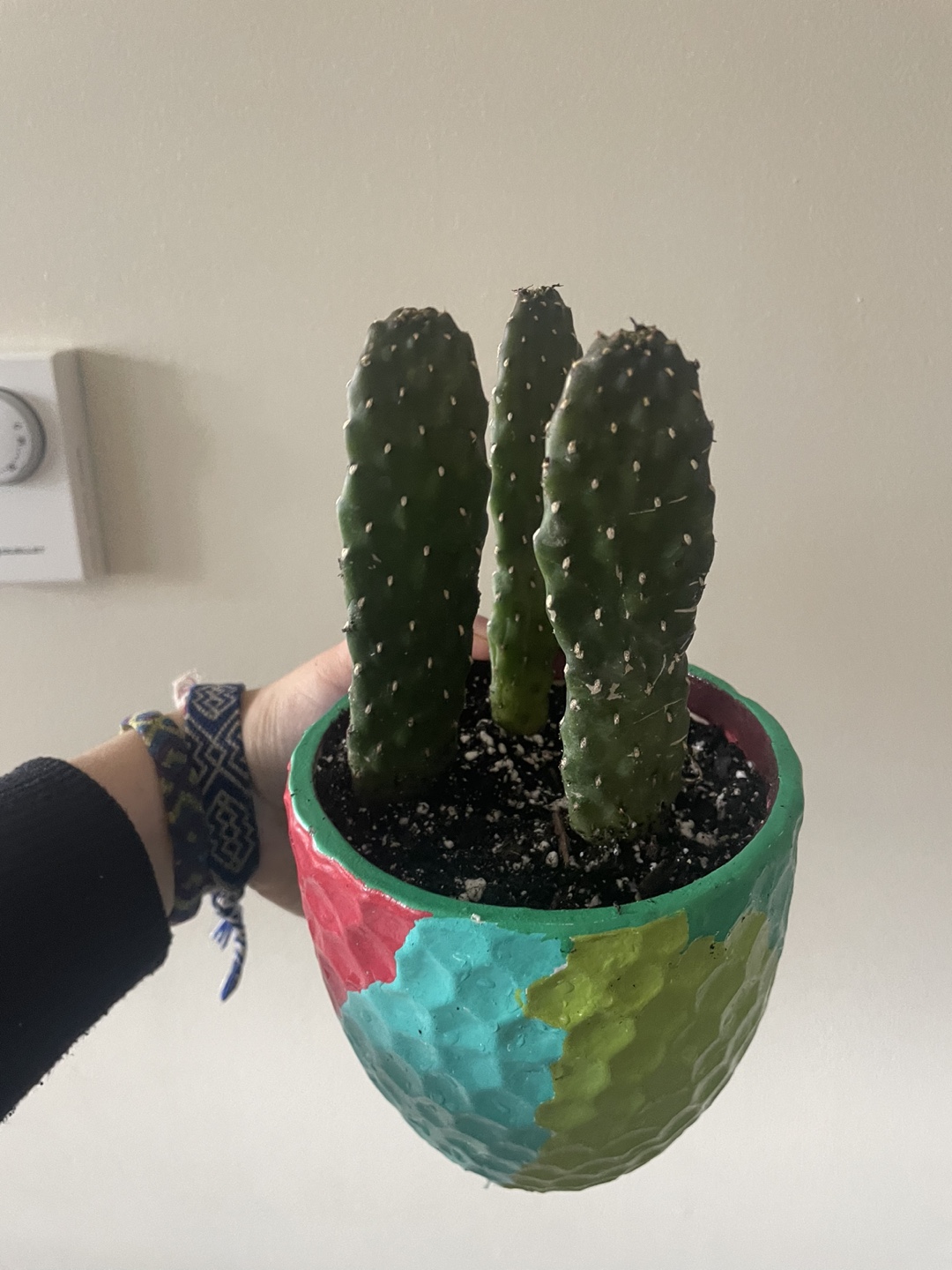 3 cactus in colourful pot