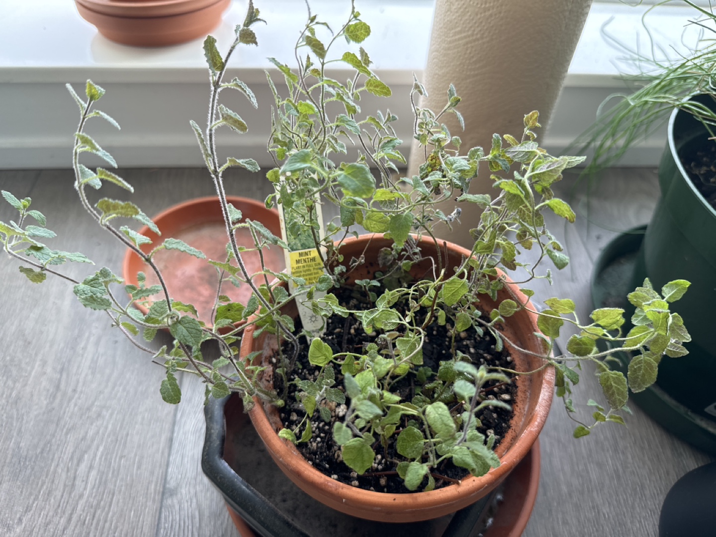 Strawberry mint