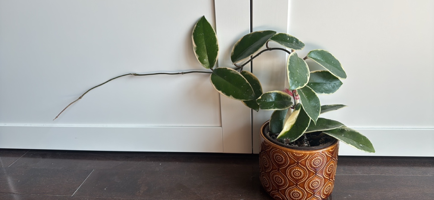 Hoya Krimson Queen