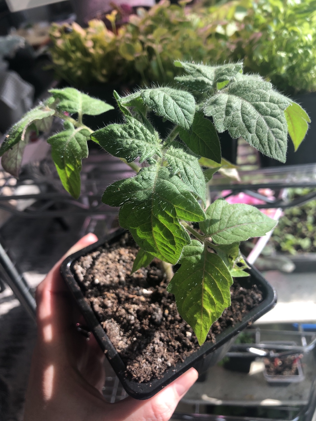 Tomato Seedlings - Ready to Transplant - photo 2