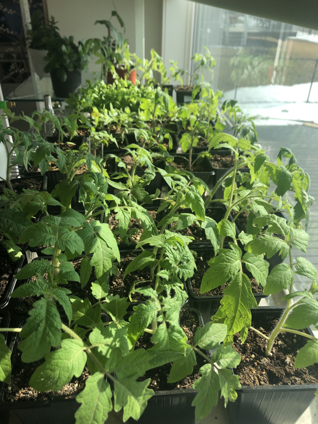 Tomato Seedlings - Ready to Transplant