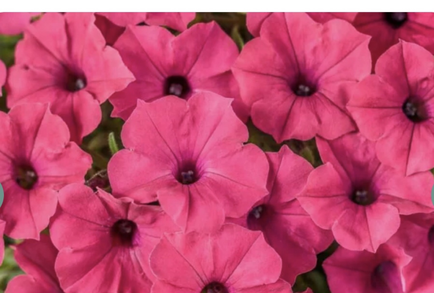Surfinia Petunia Seedlings - Pink